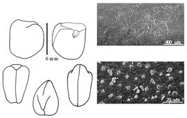  Cotyledon, embryo, and testa:  L. sativus  C. Linnaeus - embryo, cotyledons, and testa SEMs.
