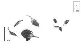  Fruit and seed:  L.  spp. - fruits with calyx and seeds.
