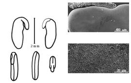  Cotyledon, embryo, and testa:  L. tenella  G. Bentham - embryo, cotyledons, and testa SEMs.
