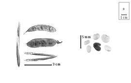  Fruit and seed:  L.  spp. - fruits, valves, and seeds.
