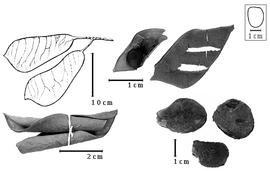  Fruit and seed:  L. africana  (H.E. Baillon) A. Aubréville - bottom left valves, top right seed in situ, bottom right seeds, top left fruits.
