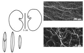  Cotyledon, embryo, and testa:  L. aurantiaca  S.T. Dunn - embryo and cotyledons.  L. nobilis  S.T. Dunn - testa SEMs.
