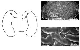  Cotyledon, embryo, and testa:  L. uniflorum  (R. Br. ex Benth.) Crisp - embryo, cotyledons, and testa SEMs.
