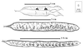  Fruit:  L. esculenta  (Mociño & Sessé) G. Bentham - middle fruit;  L. retusa  G. Bentham - bottom fruit; L. diversifolia (Schlecht.) G. Bentham - top dehiscent fruit.
