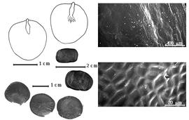  Seed, cotyledon, embryo, and testa:  L. incuriale  (J.M.C. Vellozo) R.C. Barneby & J.W. Grimes - top left cotyledon not concealing radicle (L) and embryonic axis (R), bottom left seeds, testa SEMs;  L. limae  R.C. Barneby & J.W. Grimes - left center seeds.
