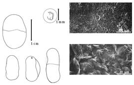  Cotyledon, embryo, and testa:  L. capparideus  G. Bentham ex L.D. Planchon - embryo, cotyledons, magnification, and testa SEMs.
