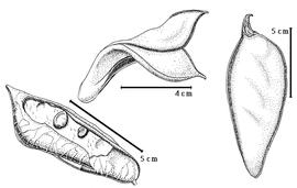  Fruit and seed:  L. grandis  Ridley - right fruit, top dehisced fruit;  L. latistipulata  (D. Prain) D. Prain - left immature seeds in situ. 
