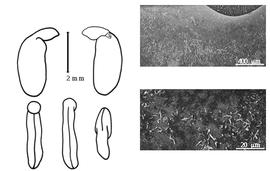  Cotyledon, embryo, and testa:  L. splendens  (N.L. Burman) J.J. Bos & H.C.D. de Wit - embryo, cotyledons, and testa SEMs.
