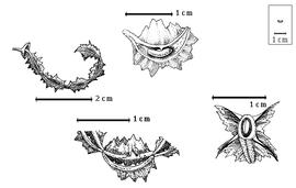  Fruit and seed:  L. aculeatifolia  (A.E. Burkart) A.E. Burkart - top left fruit, bottom center partial fruit, top center seed in situ, bottom right fruit in transection [all after Burkart, 1957].
