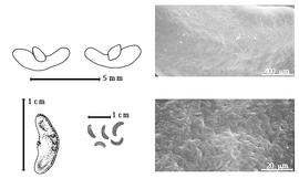  Seed, cotyledon, embryo, and testa:  L. aculeatifolia  (A.E. Burkart) A.E. Burkart - top left cotyledon and exposed radicle (L) and embryonic axis (R), bottom far left seed topography, bottom left center seeds, testa SEMs [drawings after Burkart, 1957].
