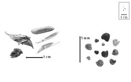  Fruit and seed:  L.  spp. - fruits, valves, and seeds.
