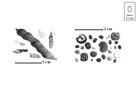  Fruit and seed:  L.  spp. - fruits (closed and dehisced) and seeds.
