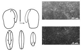  Cotyledon, embryo, and testa:  L. tauris  G. Bentham - embryo, cotyledons, and testa SEMs.
