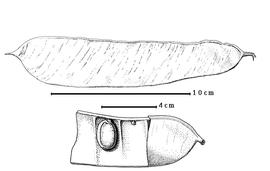  Fruit and seed:  L. rhodostegia  H.F. Hance - top fruit, bottom seed in situ.
