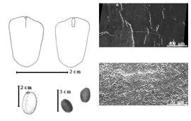  Seed, cotyledon, embryo, and testa:  L. rhodostegia  H.F. Hance - top left cotyledon split and notched and concealing all but tip of radicle (L) and embryonic axis (R), bottom far left seed topography, bottom left center seeds, testa SEMs.
