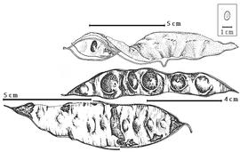  Fruit and seed:  L. affinis  Britton & J.N. Rose - top valve with seed in situ;  L. aurita  (N.J. von Jacquin) Macbride - bottom fruit;  L. watsonii  J.N. Rose - center fruit.
