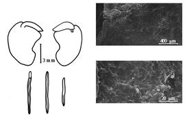  Cotyledon, embryo, and testa:  M. opacum  J.R.T. Vogel - embryo, cotyledons, and testa SEMs.
