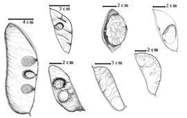  Fruit and seed:  M. colombianum  (Britton & E.P. Killip) E.P. Killip - 4th row bottom fruit;  M. gracile  R. Spruce ex G. Bentham - 2nd row top seed in situ;  M. limbatum  R. Spruce ex G. Bentham - 3rd row top seed in situ;  M. microcalyx  W.A. Ducke - 2nd row bottom seeds in situ;  M. montanum  W.A. Ducke var.  potaroanum  R.S. Cowan - 3rd row bottom fruit;  M. pendulum  C.L. von Willdenow - 4th row top seed in situ;  M. punctatum  R. Spruce ex G. Bentham - 1st row seeds in situ.
