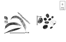  Fruit and seed:  M.  spp. - fruits and seeds.
