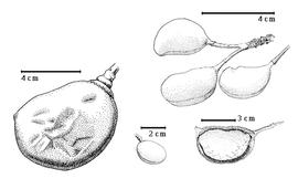  Fruit and seed:  M. hollrungii  H.A.T. Harms - bottom center fruit;  M. pleurijuga  Merrill & Perry - top right fruit cluster;  M. polyandra  H.A.T. Harms - bottom right seed in situ;  M.  sp. - left fruit.
