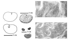  Seed, cotyledon, embryo, and testa:  M. grandiflora  (A. Gray) R.H.C.C. Scheffer - left cotyledon notched and split and concealing radicle (above) and embryonic axis (below), top left center seed topography, testa SEMs;  M.  spp. - bottom left center seeds.
