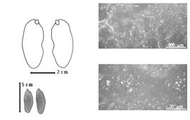  Seed, cotyledon, embryo, and testa:  M. elatum  (W.A. Ducke) H.A. Gleason var. occidentale (W.A. Ducke) Koeppen - bottom left seeds, testa SEMs;  M. parviflorum  (Amshoff) Koeppen - top left cotyledon notched and investing exposed radicle (L) and embryonic axis (R).
