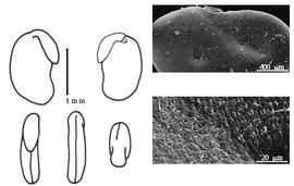  Cotyledon, embryo, and testa:  M. nidulans  J.J. Bennett - embryo, cotyledons, and testa SEMs.
