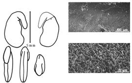  Cotyledon, embryo, and testa:  M. ciliaris  (C. Linnaeus) C. Allioni - embryo, cotyledons, and testa SEMs.
