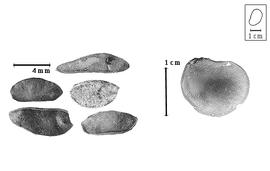  Fruit and seed:  M. buteiformis  J.O. Voigt - seed; M. spp. - fruits.
