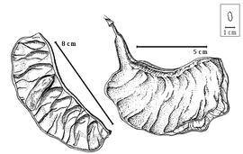  Fruit:  M. brauna  H.W. Schott - right opening fruit, left mesocarp with winged 1-seeded endocarp segments in situ.
