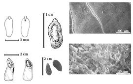  Seed, cotyledon, embryo, and testa:  M. brauna  H.W. Schott - top far left cotyledon notched and investing exposed radicle (L) and embryonic axis (R), bottom far left intact endocarp segment (L) and dissected endocarp segment with seed in situ (R), top left center seed topography, bottom left center seeds, testa SEMs.
