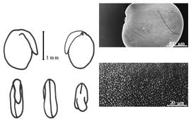  Cotyledon, embryo, and testa:  M. micrantha  H.A.T. Harms - embryo, cotyledons, and testa SEMs.
