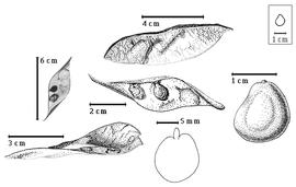  Fruit, seed, and embryo:  M. dumaziana  R.P.R. Capuron - top left immature seed in valve, bottom left dehisced fruit, top center fruit, center immature seed in situ, bottom center cotyledon cordate and barely investing exposed radicle, right seed topography.
