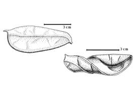  Fruit:  M. microphylla  (Troupin) L.L. Hauman - top fruit [after Hauman, 1952], bottom enrolled valve.
