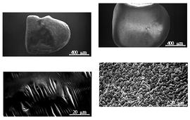  Testa:  M. microcharoides  (P.H.W. Taubert) Schrire - left testa SEMs;  M. tritoides  (J.G. Baker) Schrire - right testa SEMs.
