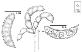  Fruit and seed:  M. foetidus  subsp.  paraguensis  (G. Bentham) M. Sousa & G. Andrade - left fruit, right seeds in situ;  M. foetidus  subsp.  foetidus  (Jacq.) M. Sousa & G. Andrade - center fruit cluster.
