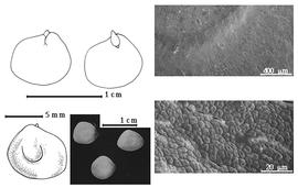  Seed, cotyledon, embryo, and testa:  M. foetidus  subsp.  foetidus  (Jacq.) M. Sousa & G. Andrade - bottom far left seed topography, top left cotyledon concealing all but radicle tip (L) and embryonic axis (R), bottom left center seeds, testa SEMs.
