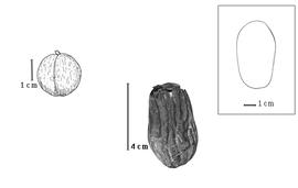  Fruit and seed:  M. excelsum  H.A.T. Harms - fruit (from Aubréville, 1970), seed with endocarp functioning as testa.
