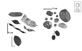  Fruit and seed:  M. pinnata  (C. Linneaus) S.G. Panigraphi - lower-left solitary fruit and lower-right group of 2 seeds;  M.  spp. - upper-left group of fruits and upper-right group of seeds.
