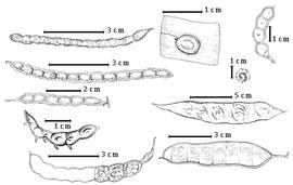  Fruit and seed:  M. aculeaticarpa  Ortega var.  biuncifera  (G. Bentham) R.C. Barneby - 1st row 4th image fruit;  M. borealis  A. Gray - far right top fruit;  M. dysocarpa  G. Bentham - 1st row 3rd image fruit;  M. malacophylla  A. Gray - 1st row bottom replum with several valve segments missing;  M. microcephala  K.S. Kunth ex C.L. von Willdenow - 1st row top fruit;  M. microphylla  Sessé & Mociño - 1st row 2nd image fruit;  M. obovata  G. Bentham - 2nd row top seed in situ, 2nd row bottom fruit;  M. rufescens  G. Bentham var.  amnis-nigri  R.C. Barneby - 2nd row 3rd image fruit;  M. spirocarpa  N.E. Ross - 2nd row 2nd image fruit.
