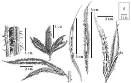  Fruit and seed:  M. quadrivalvis  (C. Linnaeus) var.  angustata  (Torrey & Gray) R.C. Barneby - top left center fruit cluster;  M. quadrivalvis  (C. Linnaeus) var.  latidens  (Small) R.C. Barneby - far right fruit cluster without valves;  M. quadrivalvis  (C. Linnaeus) var.  leptocarpa  (de Candolle) R.C. Barneby - top left seeds in situ, right center fruit without valves;  M. quadrivalvis  (C. Linnaeus) var.  tetragona  (Poiret) R.C. Barneby - bottom left fruit cluster with entire fruit and fruit without valves;  M. quadrivalvis  (C. Linnaeus) var.  urbaniana  R.C. Barneby - center fruit without valves.
