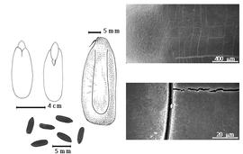  Seed, cotyledon, embryo, and testa:  M. insignis  (E. Hassler) R.C. Barneby - top left cotyledons concealing all but tip of radicle (L) and embryonic axis (R), left center seed topography, bottom left seeds, testa SEMs.
