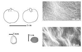  Seed, cotyledon, embryo, and testa:  M. cuprea  Pohl - bottom far left seed topography, top left cotyledon cordate and investing nearly exposed radicle (L) and embryonic axis (R), testa SEMs;  M. floribunda  H.A. Schrader - bottom left center seed.
