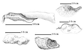  Fruit:  M. excelsa  G. Bentham - bottom left fruit, bottom center seed in situ;  M. oleifera  (Triana) W.A. Ducke - top right 1-seeded fruit, right center 2-seeded fruit;  M. paraensis  W.A. Ducke - top left enrolled valve.
