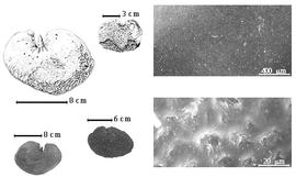  Seed, cotyledon, embryo, and testa:  M. abbottii  J.N. Rose & Leonard - bottom left center seed;  M. oleifera  (Triana) W.A. Ducke - top left cotyledon topography, bottom far left cotyledon;  M. paraensis  W.A. Ducke - top left center seed topography with most of testa missing, testa SEMs.
