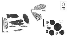  Fruit and seed:  M. urens  (C. Linnaeus) F.K. Medikus - top fruits; M. spp. - left fruits and right seeds.
