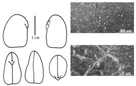  Cotyledon, embryo, and testa:  M. pruriens  (C. Linnaeus) A.P. de Candolle - embryo, cotyledons, and testa SEMs.
