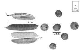  Fruit and seed:  M. stipularis  (J.M. Black) A.T. Lee - fruits (closed and dehisced) and seeds.
