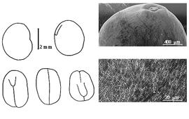  Cotyledon, embryo, and testa:  M. stipularis  (J.M. Black) A.T. Lee - embryo, cotyledons, and testa SEMs.
