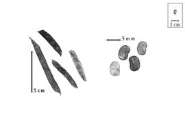  Fruit and seed:  M.  spp. - fruits and seeds.
